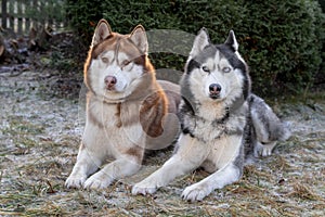 Siberian Husky dogs lie on the frozen grass covered hoarfrost