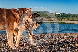 Siberian husky dogs play on the shore of a summer river. Happy Siberian husky gnaw a stick and take away from each other.