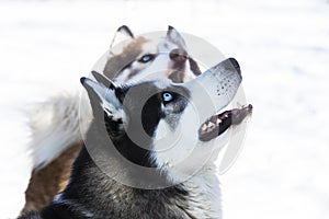 Siberian husky dogs for a walk