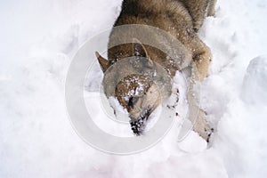 Siberian husky dogs wallowing in the snow