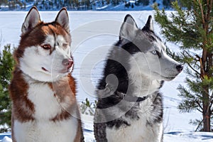 Siberian husky dogs. Winter portrait.