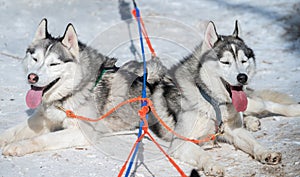 Siberian Husky dogs in winter season of Siberia, Russia.