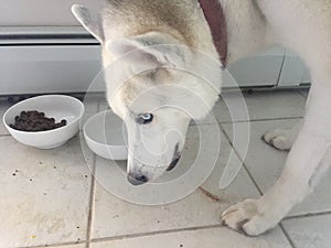 Siberian husky eating out of a bowl photo