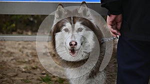 Siberian husky (eskimo dog)