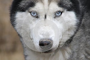 Siberian husky face with pircing blue eyes