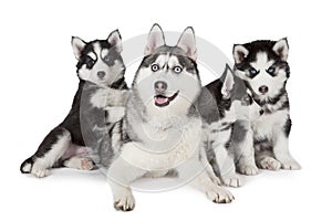 Siberian Husky family dog