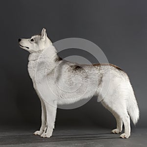 Siberian Husky photo