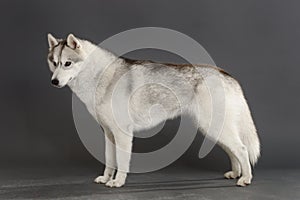 Siberian Husky photo