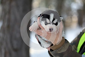 Siberian Husky in the forest landscape in the background. Lovely dogs. Friend of human