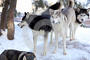 Siberian Husky in the forest landscape in the background. Lovely dogs. Friend of human