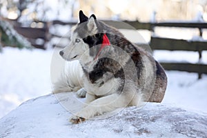 Siberian Husky in the forest landscape in the background. Lovely dogs. Friend of human