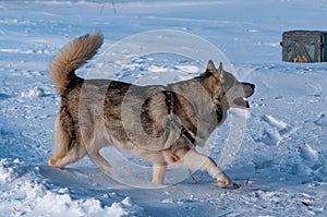 Siberian Husky on a frosty, sunny January day!