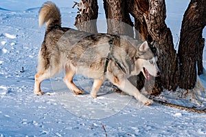 Siberian Husky on a frosty, sunny January day!