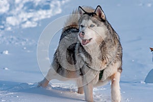 Siberian Husky on a frosty, sunny January day!