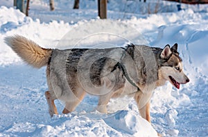 Siberian Husky on a frosty, sunny January day!