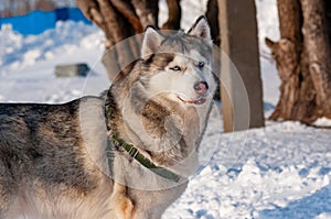 Siberian Husky on a frosty, sunny January day!