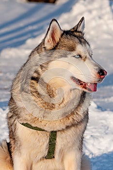 Siberian Husky on a frosty, sunny January day!