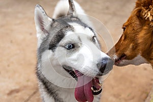 Siberian husky with funny expression winning a can of a mutt kiss