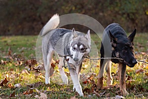 Siberian Husky and German Shepherd