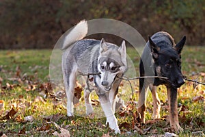 Siberian Husky and German Shepherd