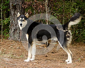 Siberian Husky German Shepherd mixed breed dog