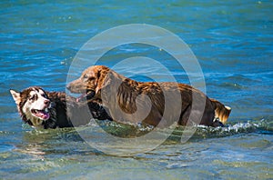 Siberian Husky and golden retriever puppies swimming on the shore sea splashing water