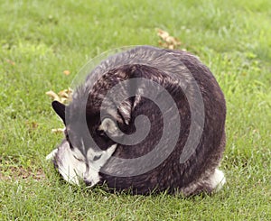 Siberian Husky in grass licking itself