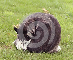 Siberian Husky in grass licking itself photo