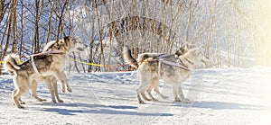 Siberian Husky in harness ready to start on soft sunlight