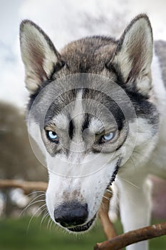 Siberian Husky headshot with blue eyes and a stick looking like a wolf