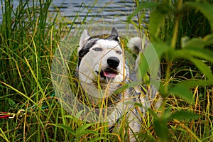 Siberian Husky hid in the reeds