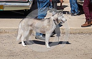 Siberian husky and his owner at motorshow