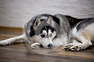 Siberian husky at home lying on the floor. lifestyle with dog