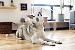 Siberian husky at home lying on the floor. lifestyle with dog.