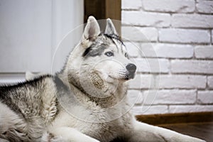 Siberian husky at home lying on the floor. lifestyle with dog