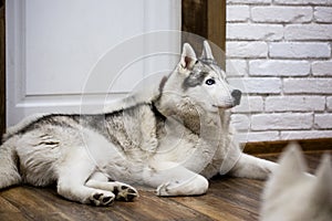 Siberian husky at home lying on the floor. lifestyle with dog