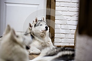 Siberian husky at home lying on the floor. lifestyle with dog