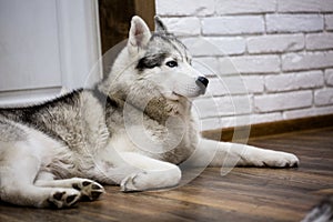 Siberian husky at home lying on the floor. lifestyle with dog