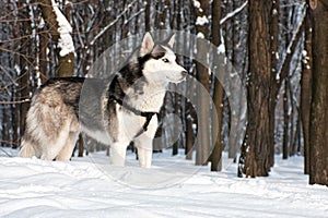 Siberian Husky II