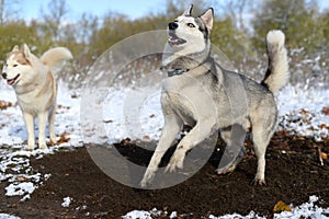 Siberian husky impatience dig