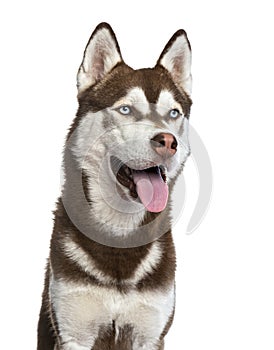 Siberian Husky isolated on white