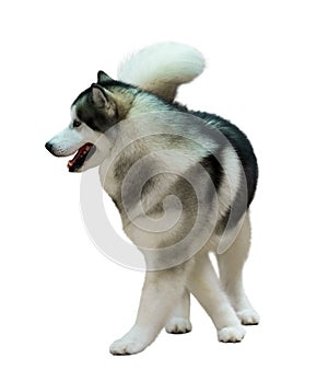 Siberian Husky isolated on white