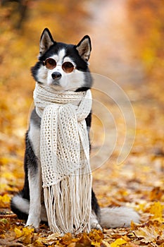 Siberian Husky by John Lennon. Reincarnation of John Lennon. Siberian Husky in the fall sits in sunglasses and a scarf in yellow