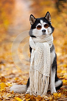 Siberian Husky by John Lennon. Reincarnation of John Lennon. Siberian Husky in the fall sits in sunglasses and a scarf in yellow l