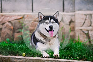 Siberian husky laying on grass