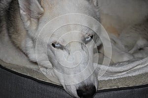 Siberian husky laying in his dog bed looking relaxed