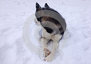 Siberian husky laying in snow