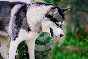 Siberian husky looking down at grass