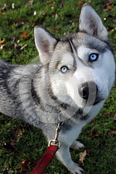 Siberian husky looking up