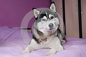 Siberian husky lying in the bed looking at camera